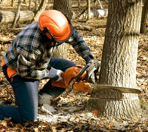 Tree Removal in Villa Grove, IL